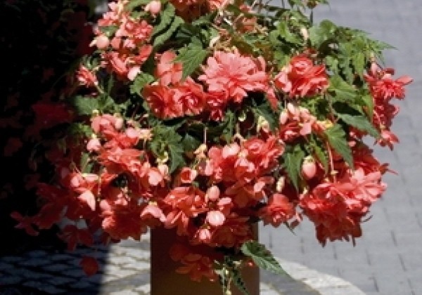 Begonia tuberhybrida Illumination Salmon Pink