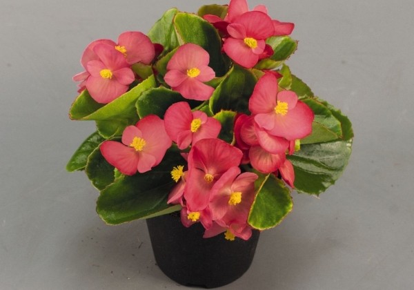 Begonia semperflorens Sprint Plus Lipstick
