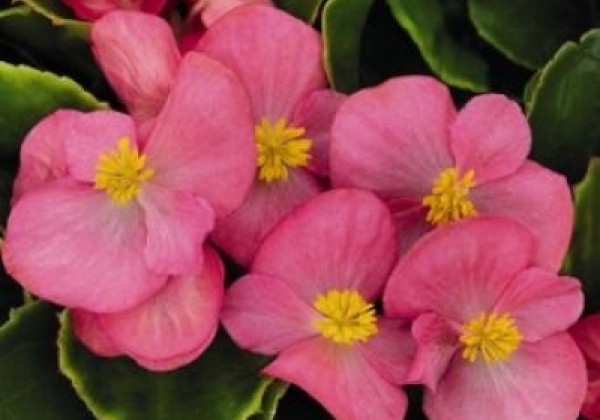 Begonia semperflorens Sprint Plus Rose