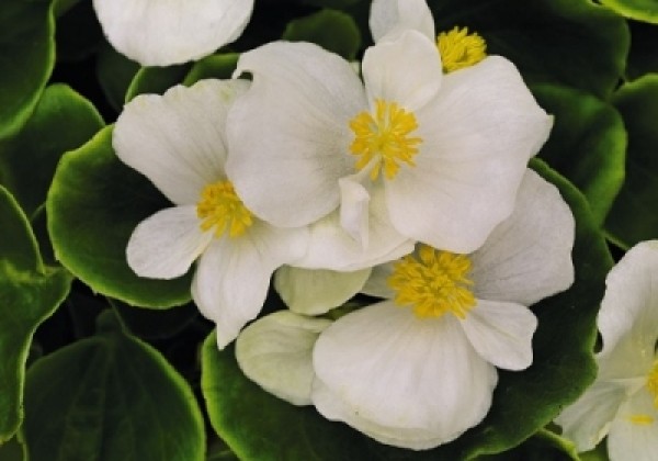 Begonia semperflorens Sprint Plus White