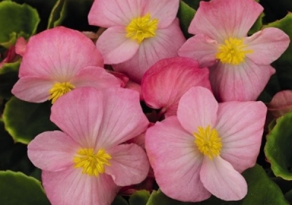 Begonia semperflorens Sprint Plus Pink