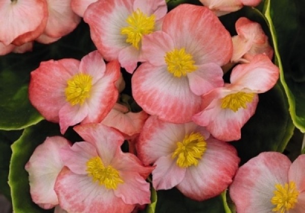 Begonia semperflorens Sprint Plus Blush