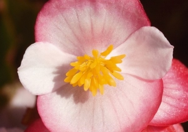 Begonia semperflorens Super Olympia Bicolor