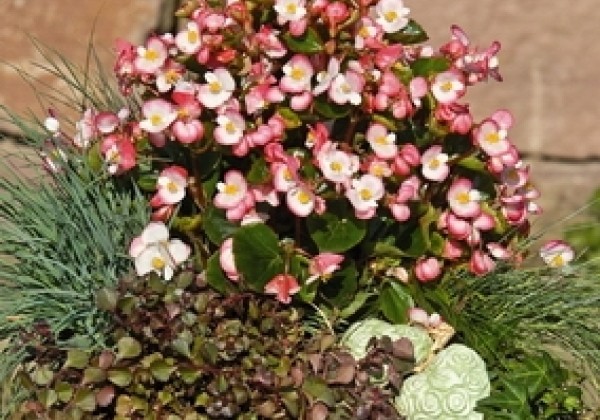 Begonia semperflorens Super Olympia Bicolor