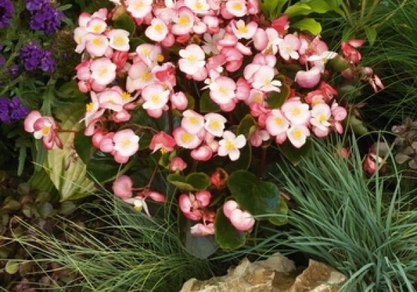 Begonia semperflorens Super Olympia Bicolor