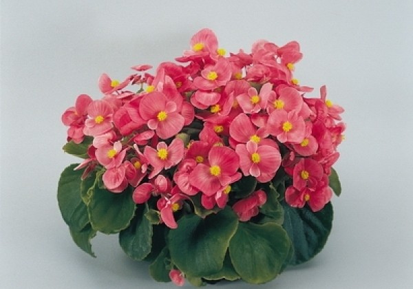 Begonia semperflorens Super Olympia Pink
