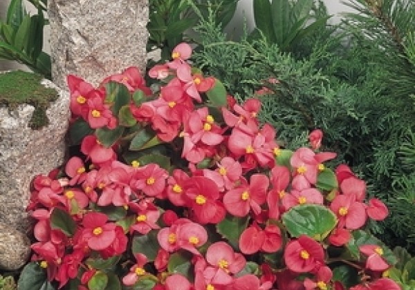 Begonia semperflorens Super Olympia Pink