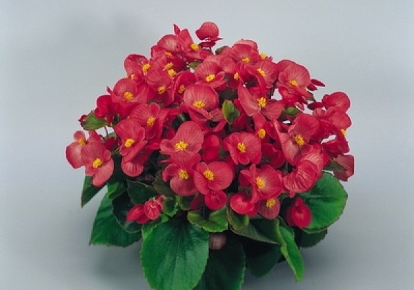 Begonia semperflorens Super Olympia Rose