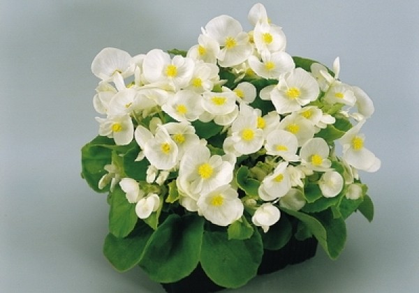 Begonia semperflorens Super Olympia White
