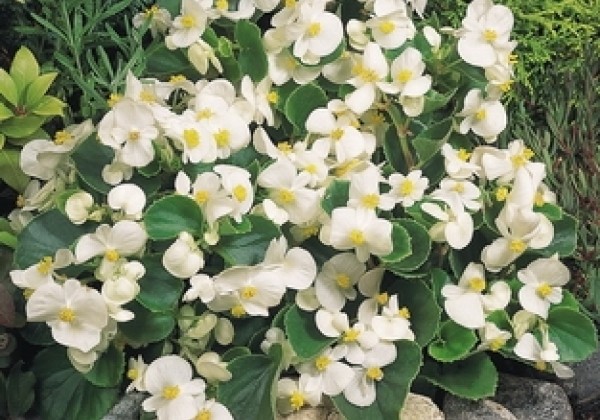 Begonia semperflorens Super Olympia White