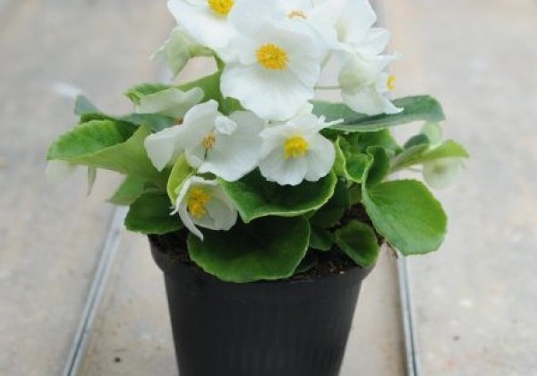 Begonia semperflorens Super Cool White