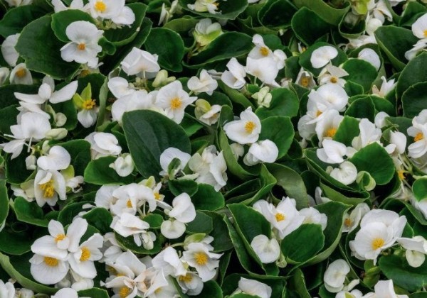 Begonia semperflorens Super Cool White