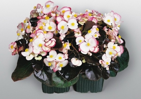 Begonia semperflorens Cocktail Rum