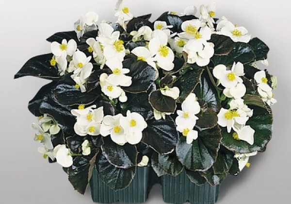 Begonia semperflorens Cocktail Whisky