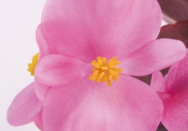 Begonia semperflorens Nightlife Pink