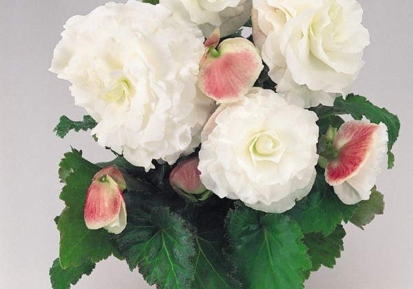 Begonia tuberhybrida Nonstop Apple Blossom