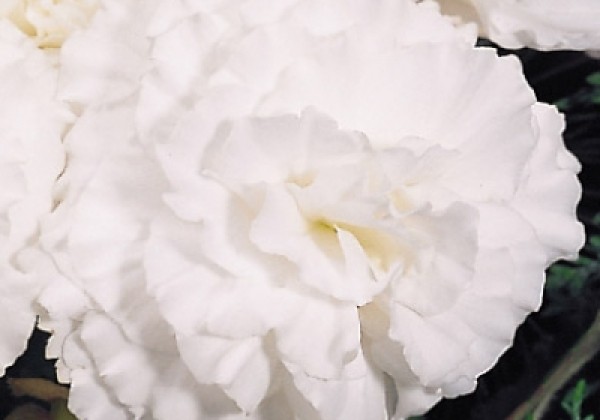 Begonia tuberhybrida Nonstop White