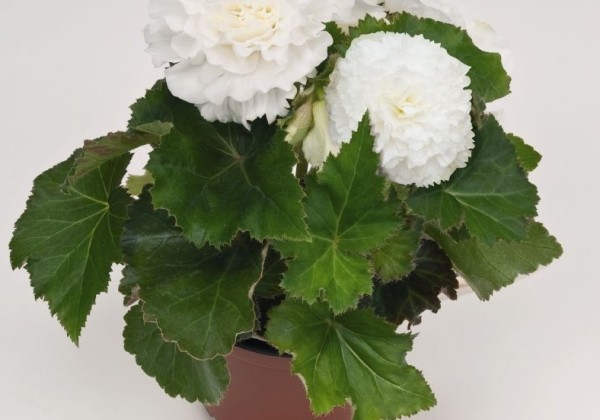 Begonia tuberhybrida Nonstop White