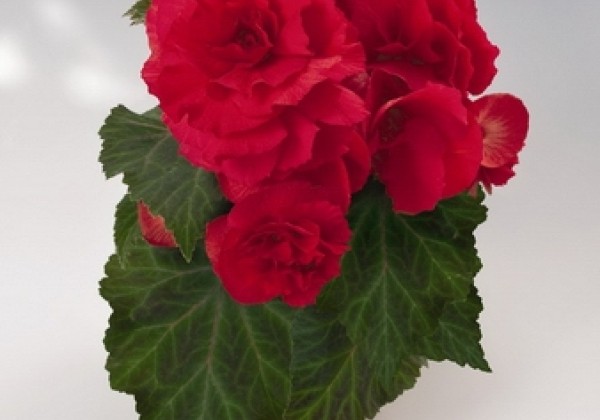 Begonia tuberhybrida Nonstop Red