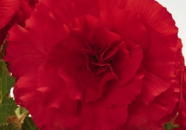 Begonia tuberhybrida Nonstop Red