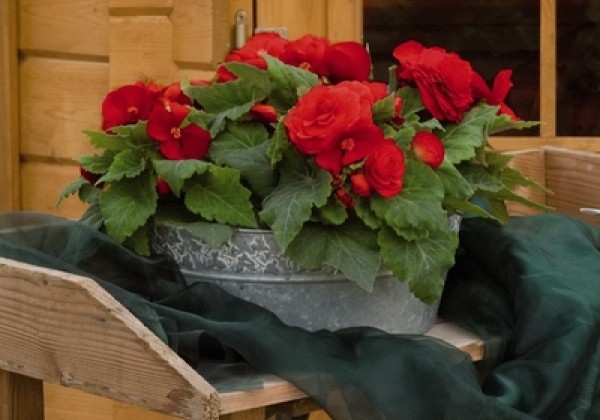 Begonia tuberhybrida Nonstop Red