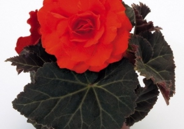 Begonia tuberhybrida Nonstop Mocca Deep Orange