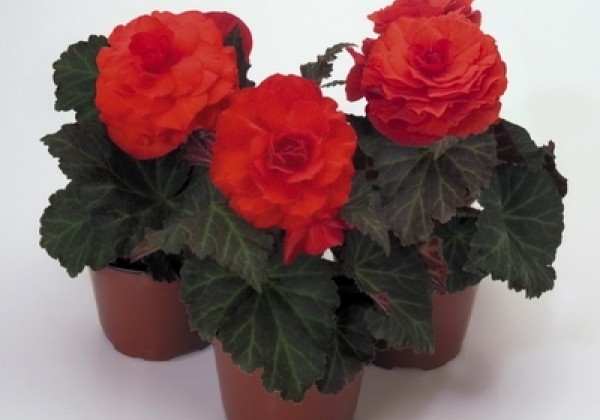 Begonia tuberhybrida Nonstop Mocca Deep Orange