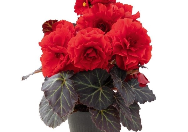 Begonia tuberhybrida Nonstop Mocca Deep Red