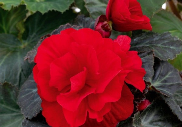 Begonia tuberhybrida Nonstop Mocca Deep Red