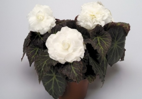 Begonia tuberhybrida Nonstop Mocca White