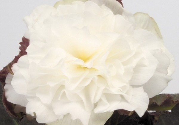Begonia tuberhybrida Nonstop Mocca White