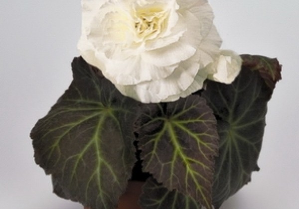 Begonia tuberhybrida Nonstop Mocca White