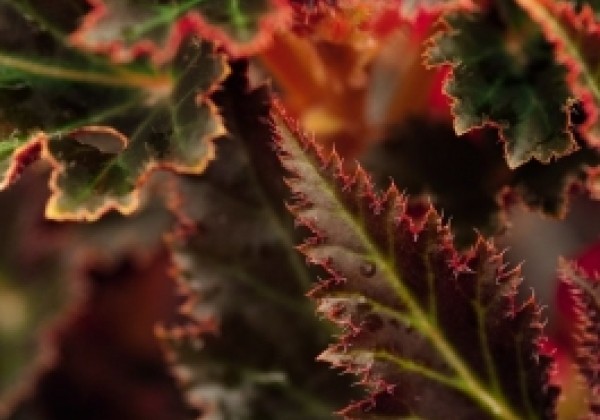 Begonia tuberhybrida Nonstop Mocca Cherry