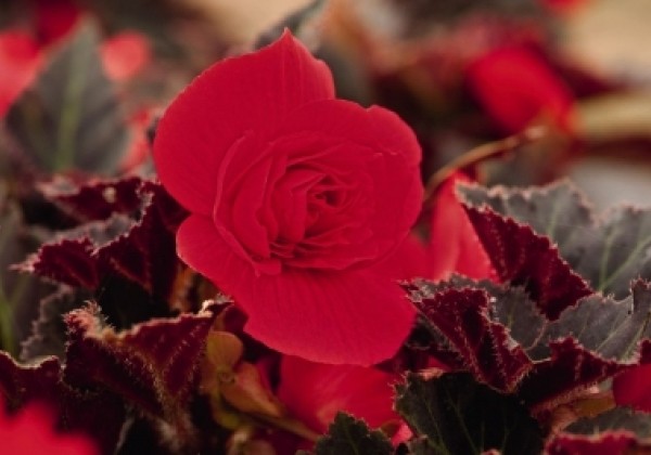 Begonia tuberhybrida Nonstop Mocca Cherry