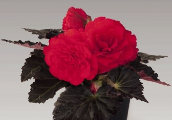 Begonia tuberhybrida Nonstop Mocca Cherry