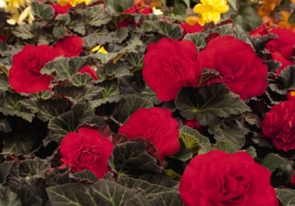 Begonia tuberhybrida Nonstop Mocca Cherry