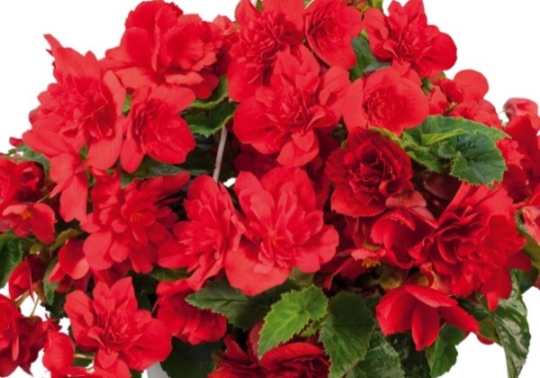 Begonia tuberhybrida Nonstop Joy Red