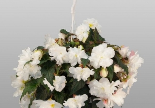 Begonia tuberhybrida Nonstop Joy Mocca White