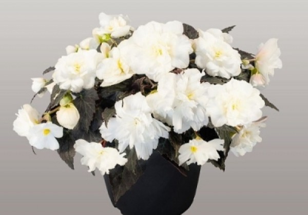 Begonia tuberhybrida Nonstop Joy Mocca White