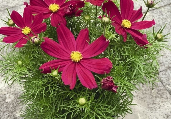 Cosmos bipinnatus Casanova Red