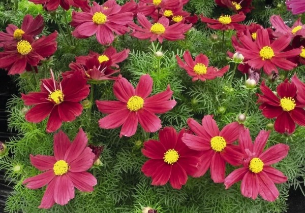 Cosmos bipinnatus Casanova Red