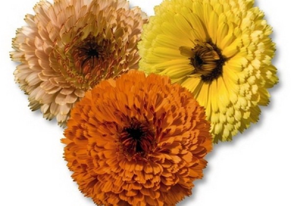 Calendula officinalis Touch of Red Mix