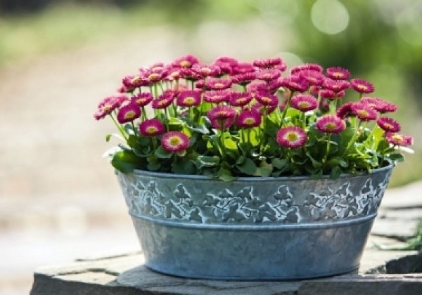 Bellis perennis Speedstar Plus Rose