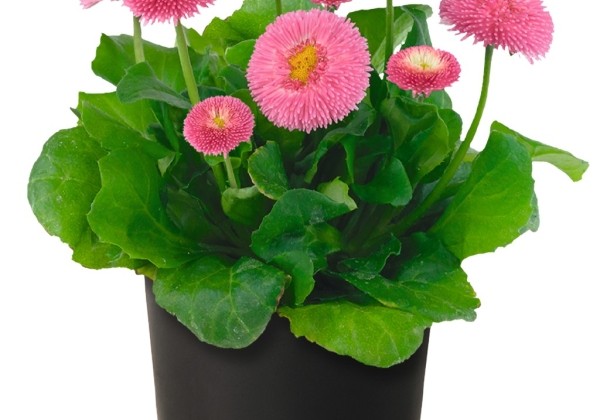 Bellis perennis BellaDaisy Pink