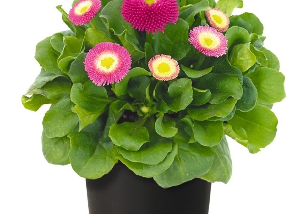 Bellis perennis BellaDaisy Rose