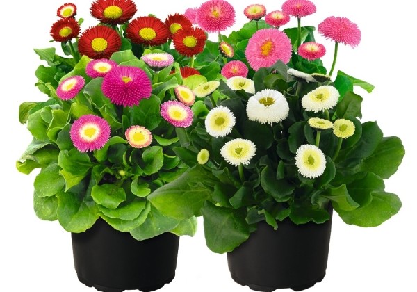 Bellis perennis BellaDaisy Mix