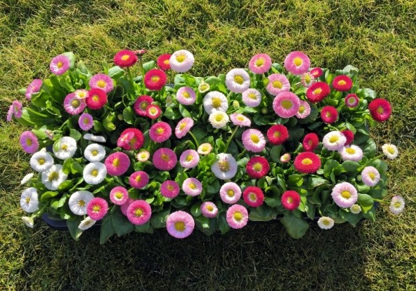 Bellis perennis BellaDaisy Mix