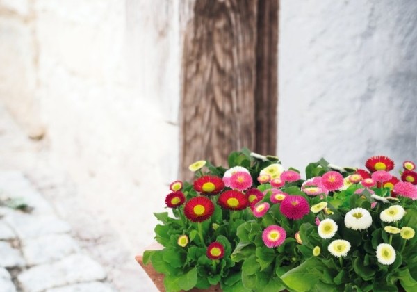 Bellis perennis BellaDaisy Mix