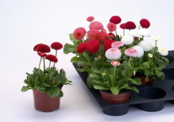 Bellis perennis Tasso Mix