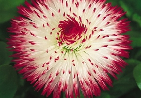 Bellis perennis Habanera White with Red Tips